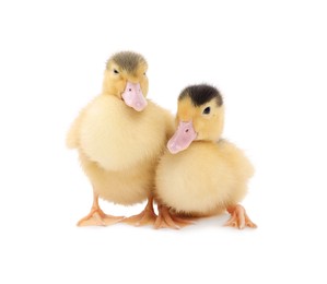 Baby animals. Cute fluffy ducklings on white background