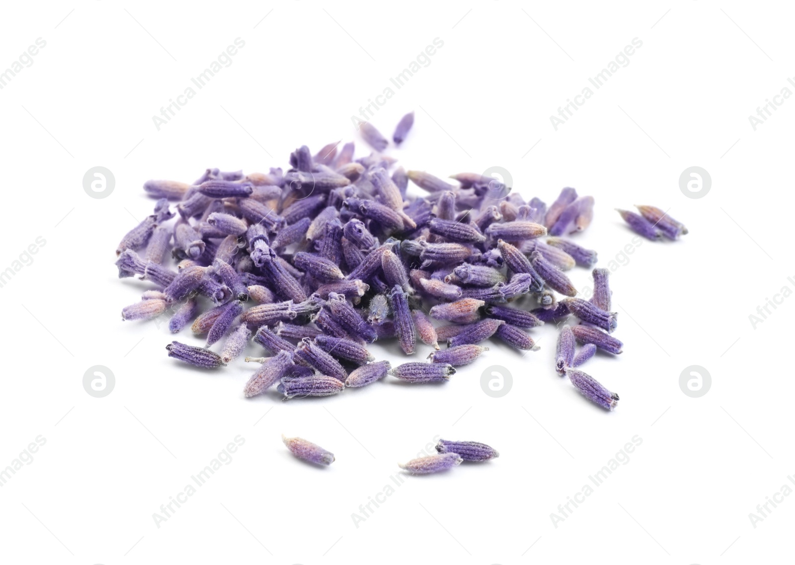 Photo of Beautiful purple lavender flowers on white background