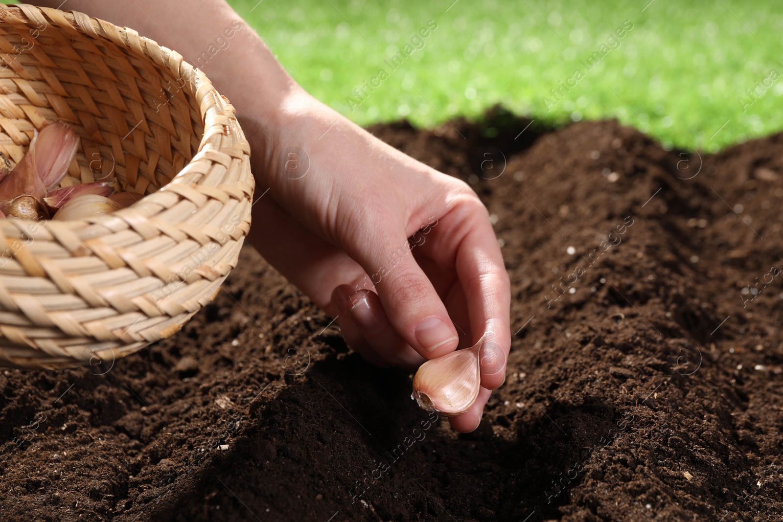 Photo of Woman planting garlic cloves into fertile soil outdoors, closeup