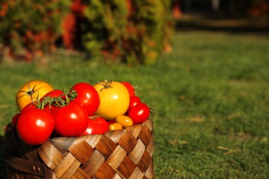 Photo of Basket with fresh tomatoes on green grass outdoors. Space for text