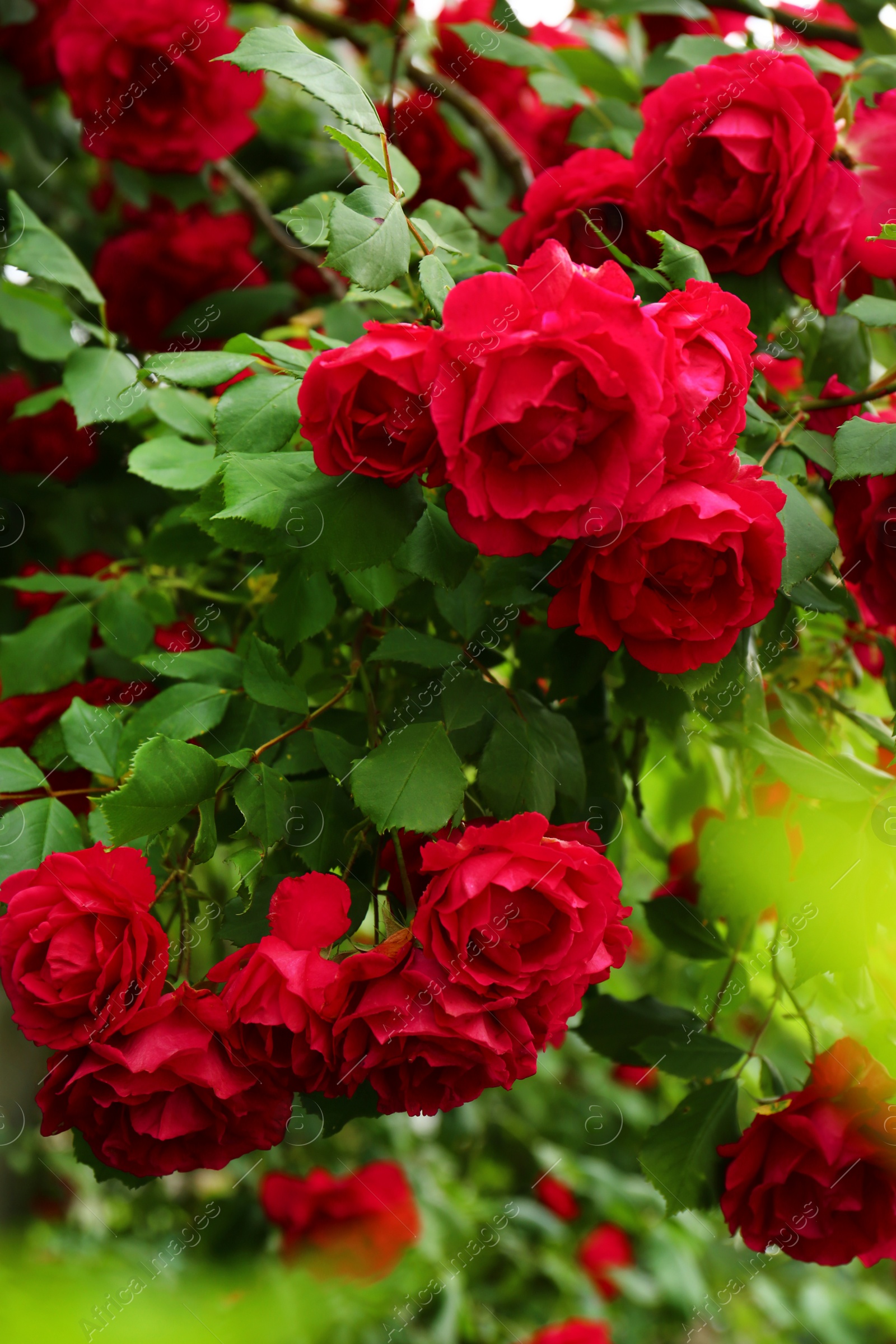 Photo of Beautiful green bush with blooming roses in garden