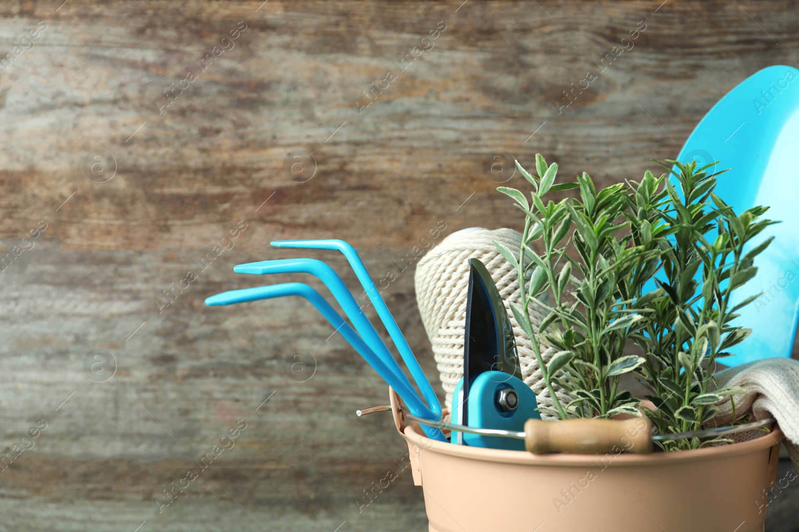 Photo of Bucket with plant and gardening tools on wooden background