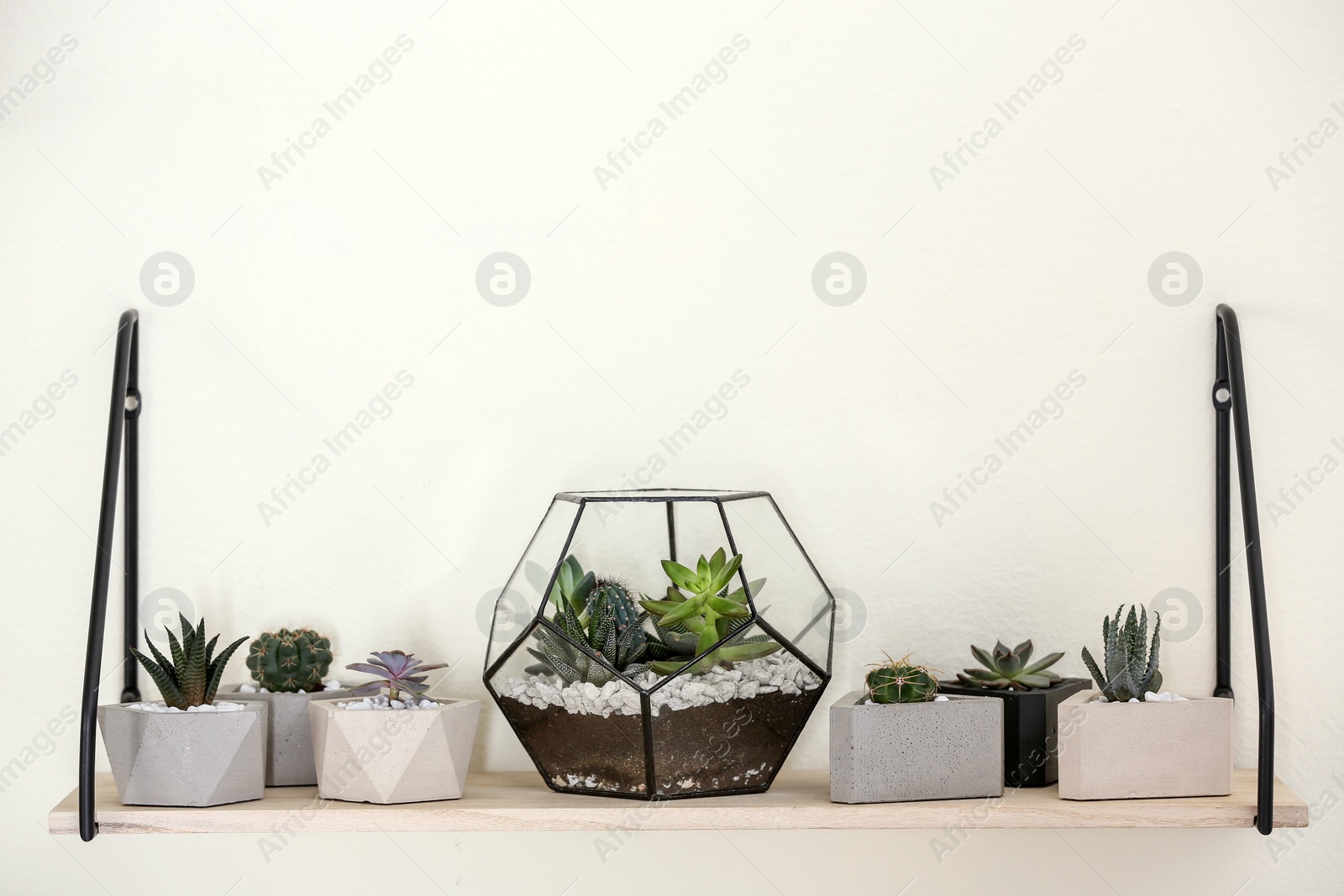 Photo of Different home plants on shelf near light wall. Space for text