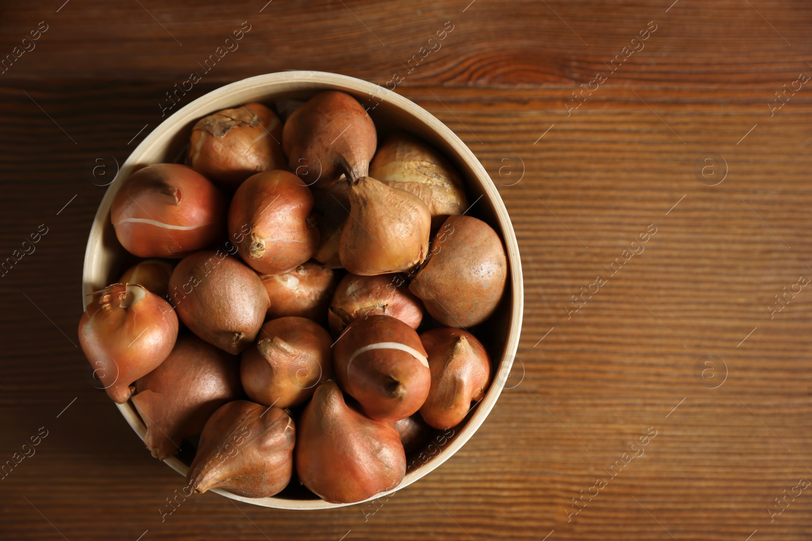 Photo of Tulip bulbs in bowl on wooden table, top view. Space for text