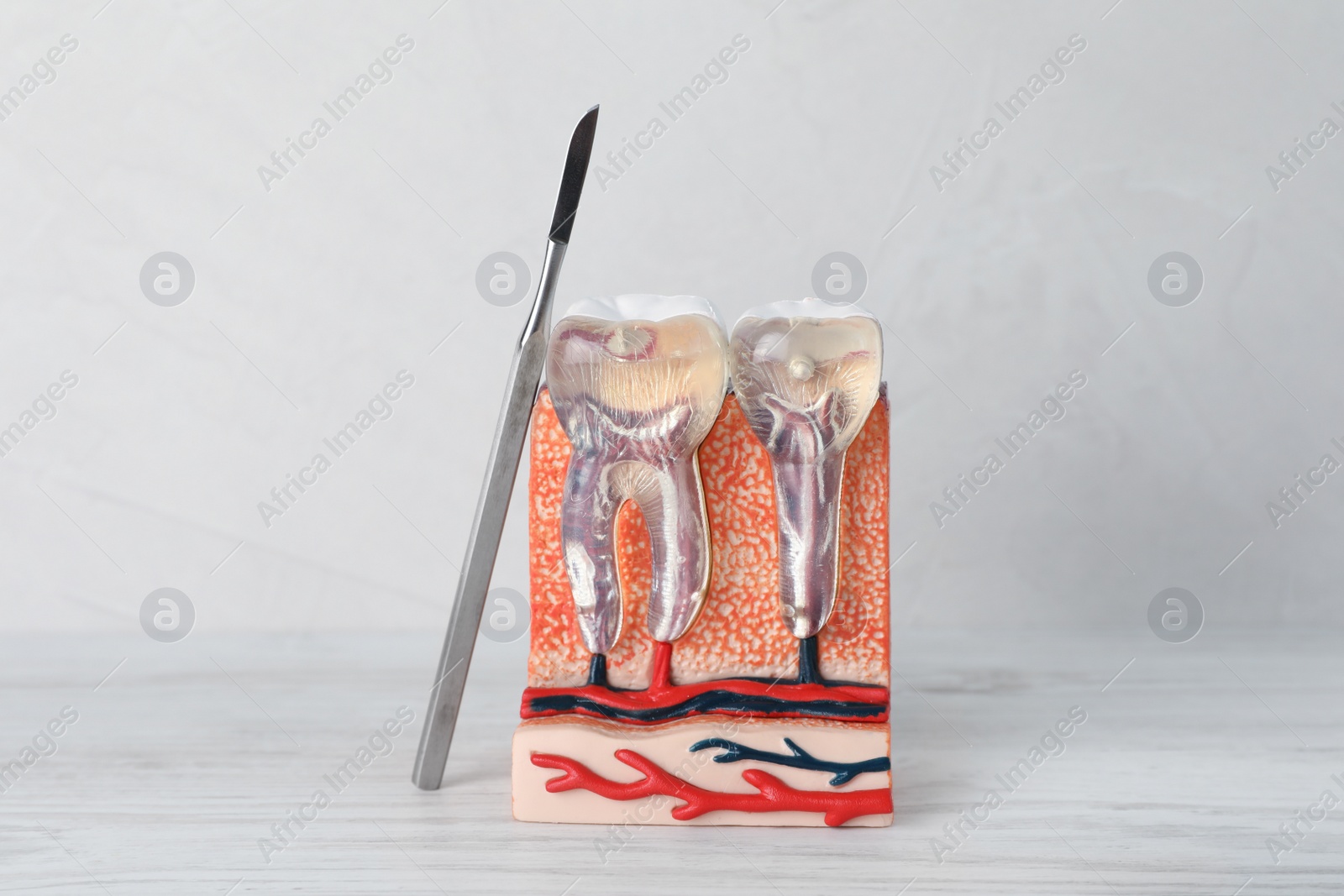 Photo of Model of jaw section with teeth and dental tool on white wooden table