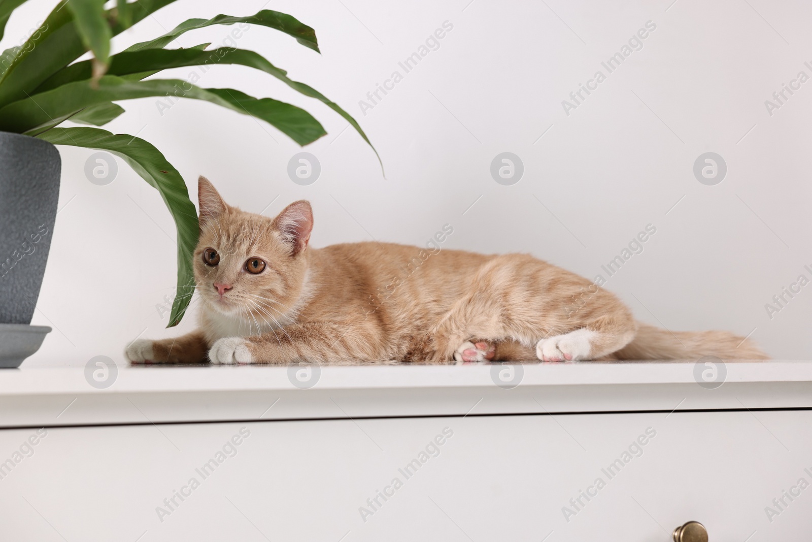 Photo of Cute ginger cat lying on white chest of drawers near houseplant at home