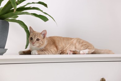 Cute ginger cat lying on white chest of drawers near houseplant at home
