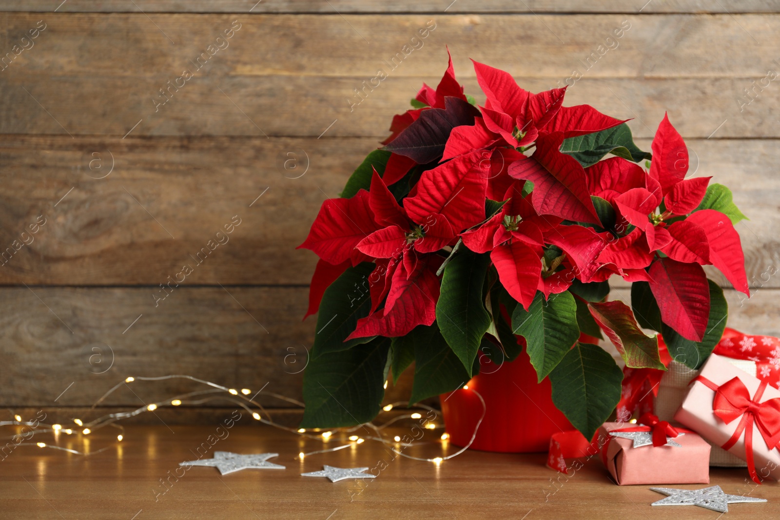 Photo of Poinsettia (traditional Christmas flower), string lights and gift boxes on wooden table. Space for text