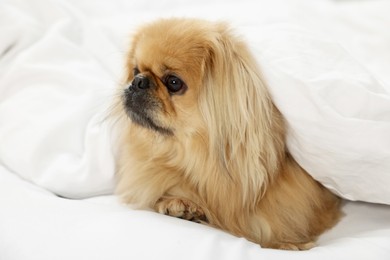 Photo of Cute Pekingese dog wrapped in blanket on bed indoors