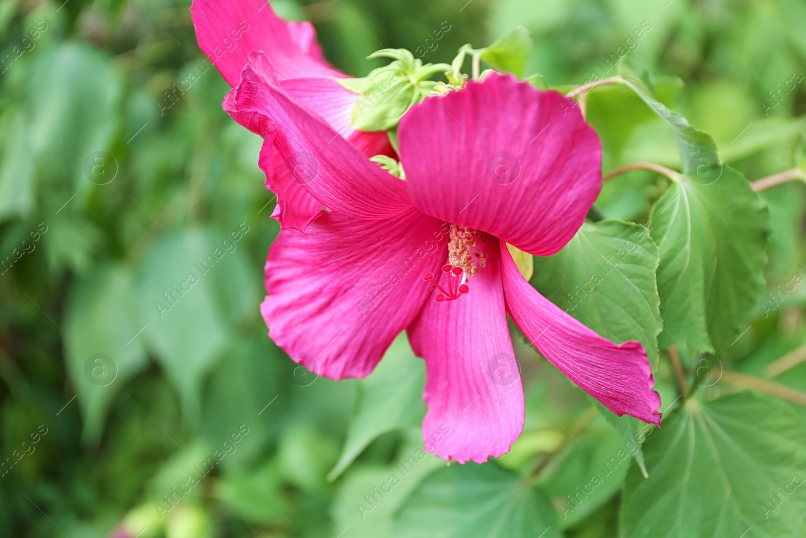 Photo of Beautiful tropical Hibiscus flower on bush outdoors