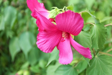 Photo of Beautiful tropical Hibiscus flower on bush outdoors