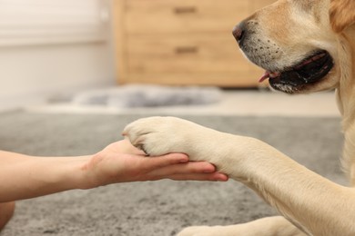 Photo of Dog giving paw to man at home, closeup