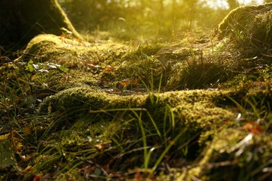 Beautiful green moss growing on ground in forest
