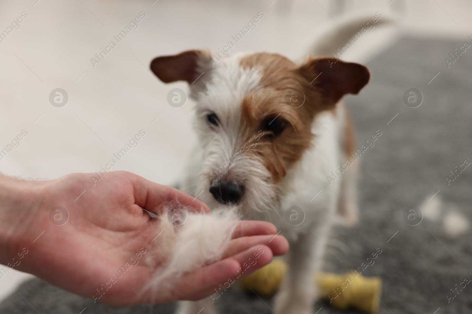 Photo of Pet shedding. Man showing pile of dog's hair to cute Jack Russell Terrier at home, closeup