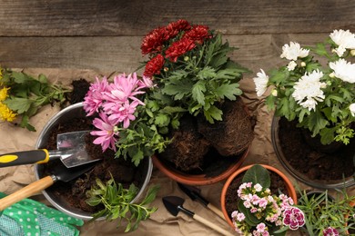 Photo of Different flowers in pots prepared for transplanting and gardening tools on wooden table, flat lay