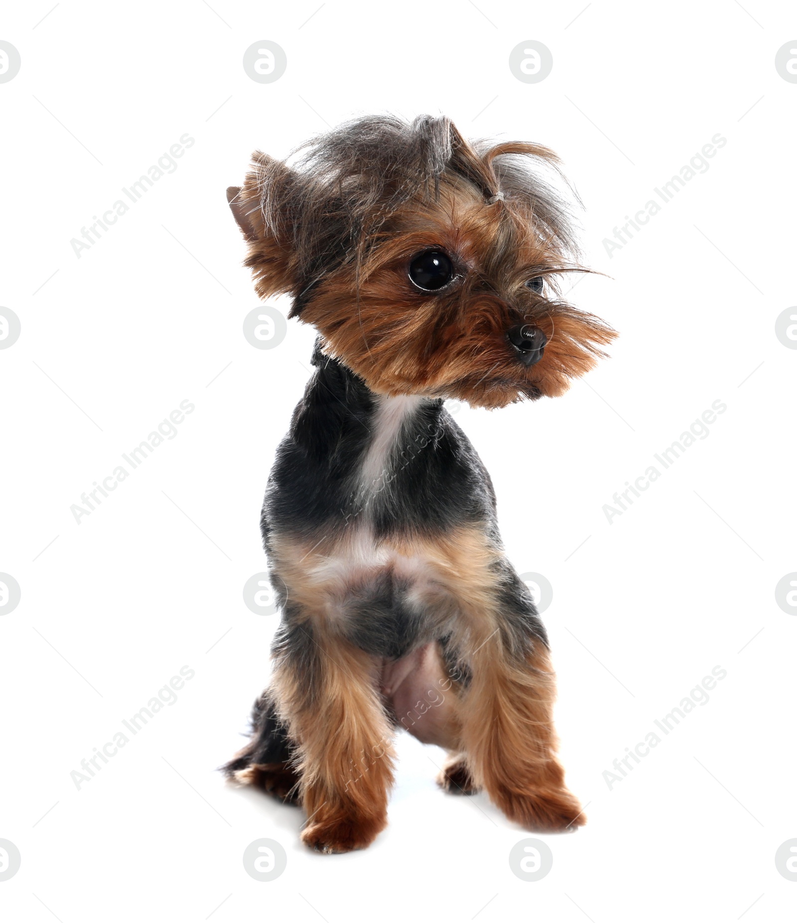 Photo of Cute Yorkshire terrier dog on white background