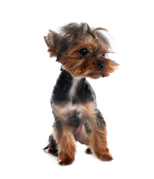 Cute Yorkshire terrier dog on white background