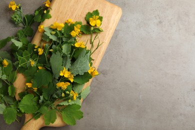 Photo of Celandine with beautiful yellow flowers on grey table, flat lay. Space for text