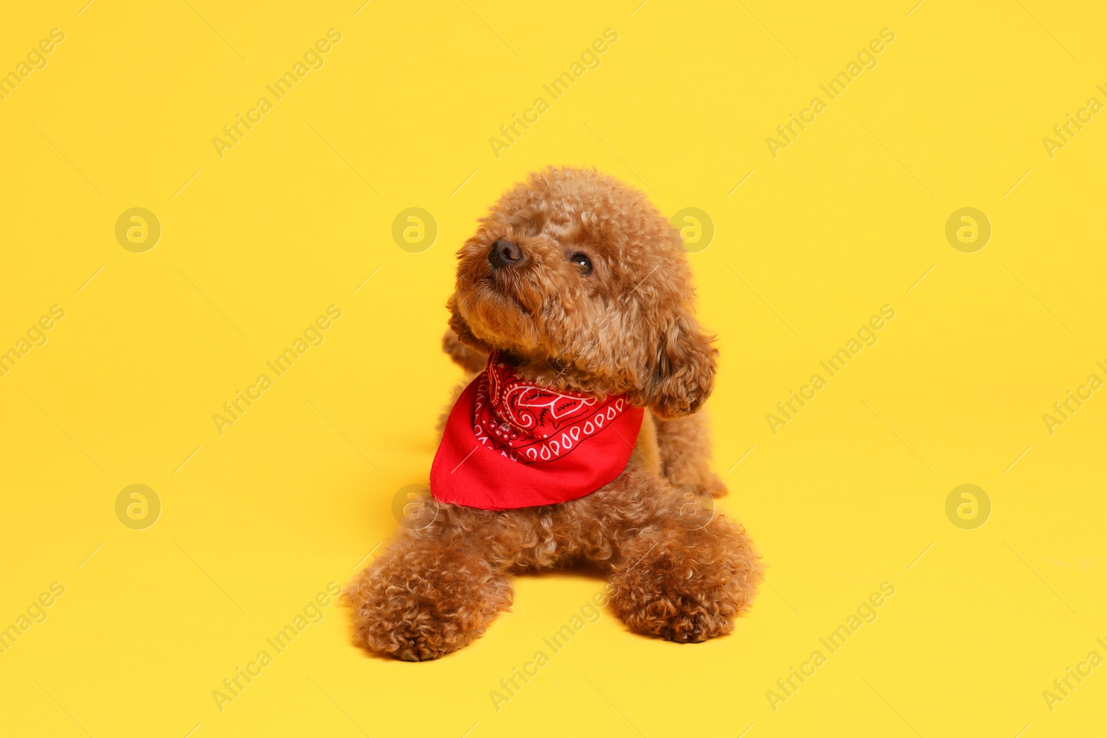 Photo of Cute Maltipoo dog with bandana on orange background