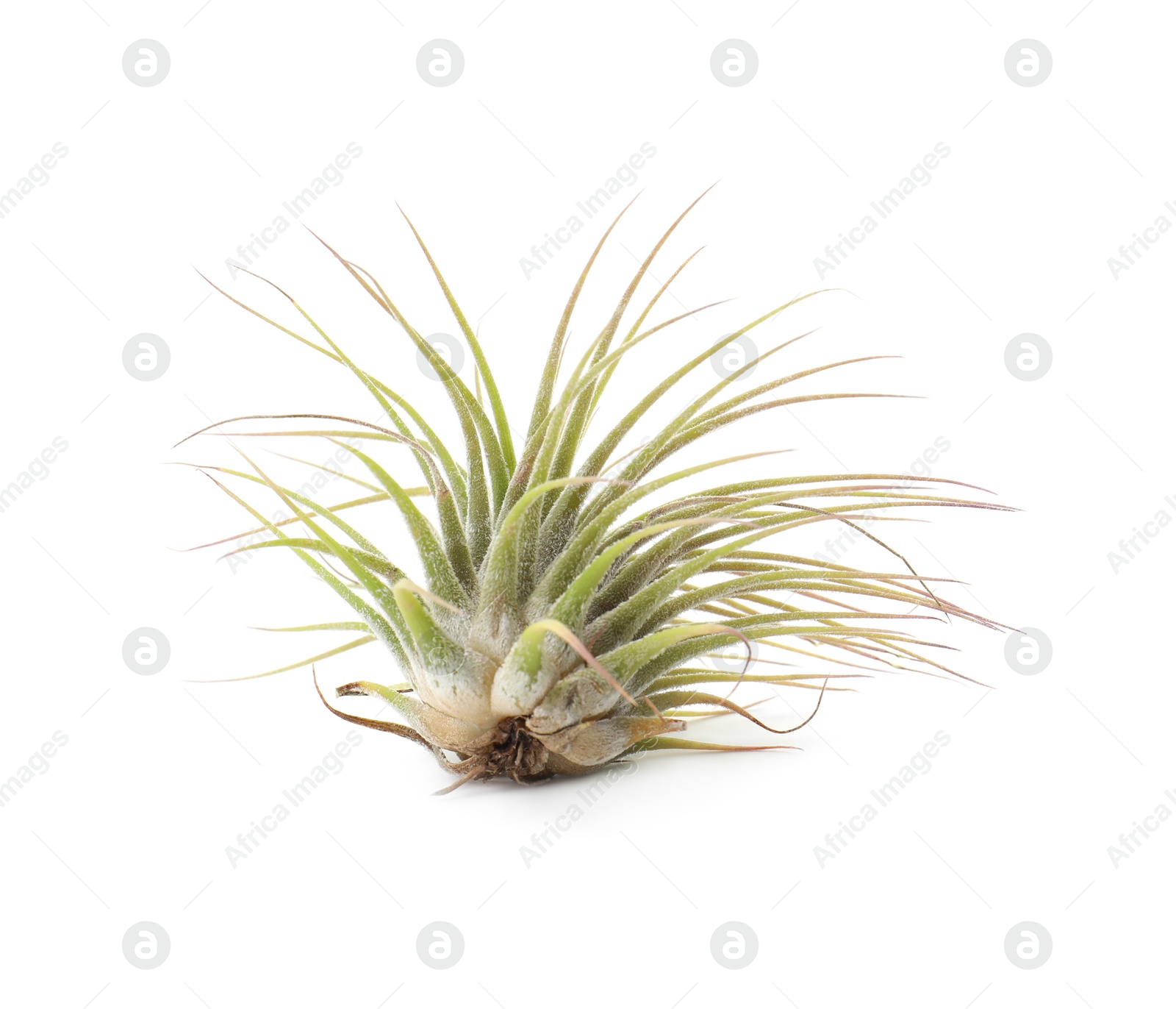 Photo of Beautiful tillandsia isolated on white. Exotic houseplant