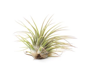 Photo of Beautiful tillandsia isolated on white. Exotic houseplant