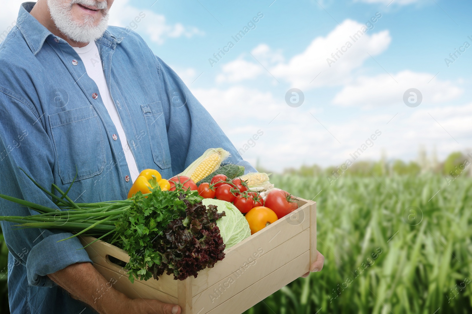 Image of Harvesting season. Farmer holding wooden crate with crop in field, closeup