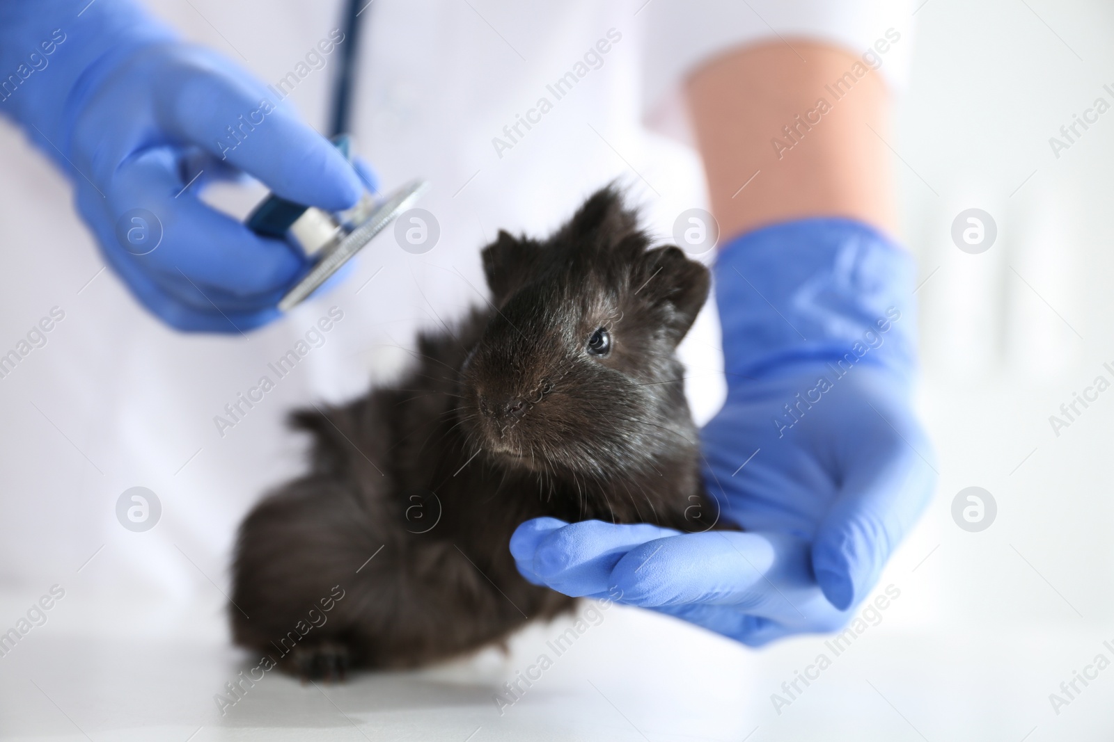 Photo of Female veterinarian examining guinea pig in clinic, closeup