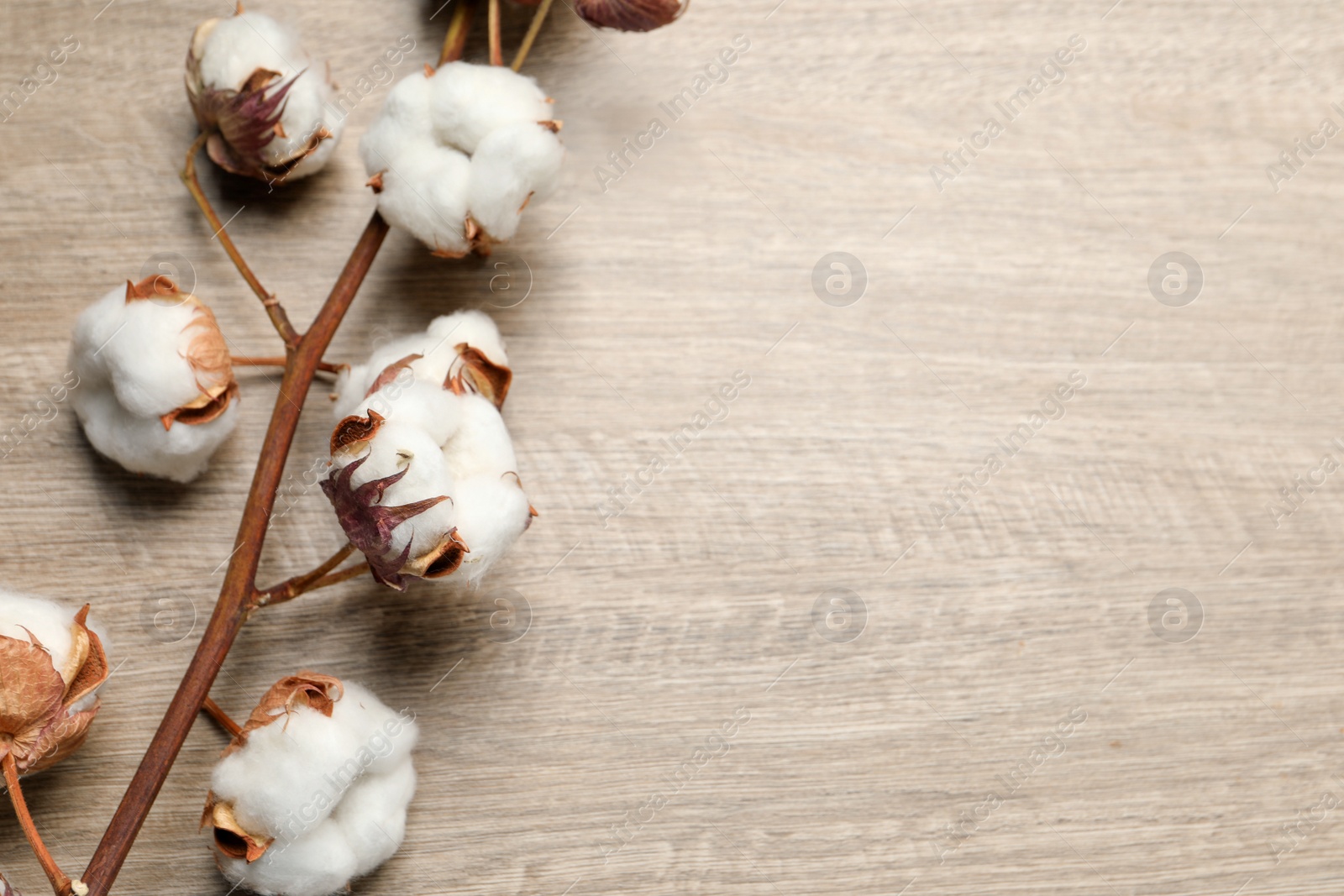 Photo of Dried cotton branch with fluffy flowers on wooden table, top view. Space for text