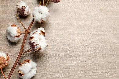 Photo of Dried cotton branch with fluffy flowers on wooden table, top view. Space for text
