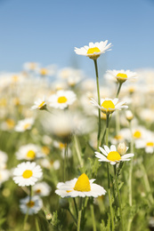 Photo of Closeup view of beautiful chamomile field on sunny day