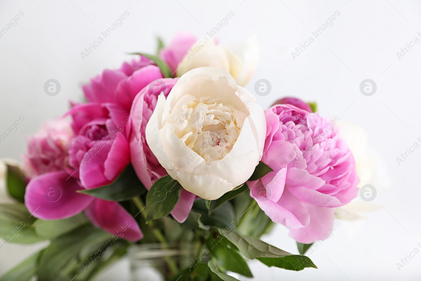 Photo of Bouquet of beautiful peonies on white background, closeup