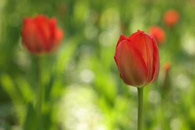 Photo of Beautiful bright tulips growing outdoors on sunny day, closeup. Space for text