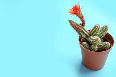 Photo of Cactus (Echinopsis chamaecereus) with beautiful red flower in pot on color background. Space for text