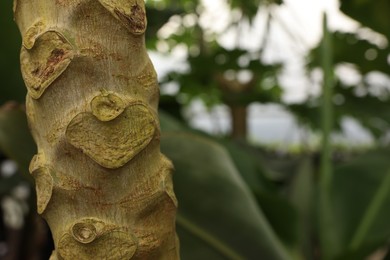Photo of Papaya tree trunk in greenhouse, closeup. Space for text