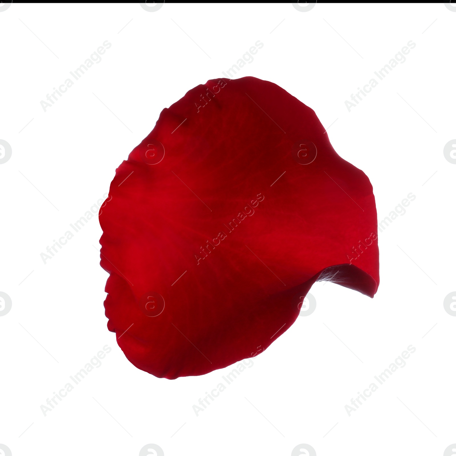 Photo of Red rose flower petal on white background