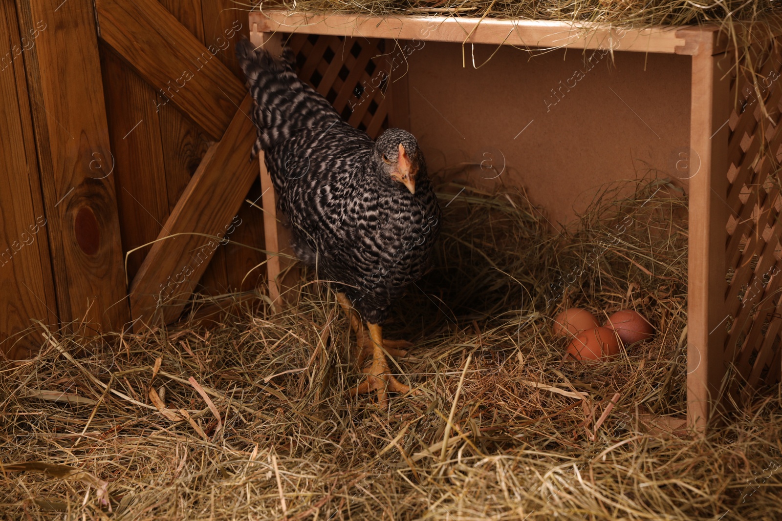 Photo of Beautiful chicken near nesting box with eggs in henhouse