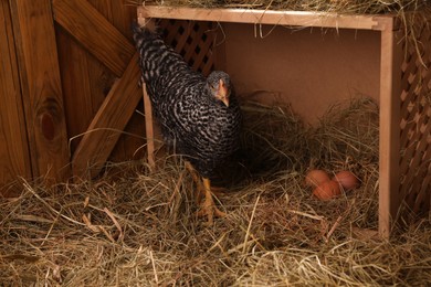 Photo of Beautiful chicken near nesting box with eggs in henhouse