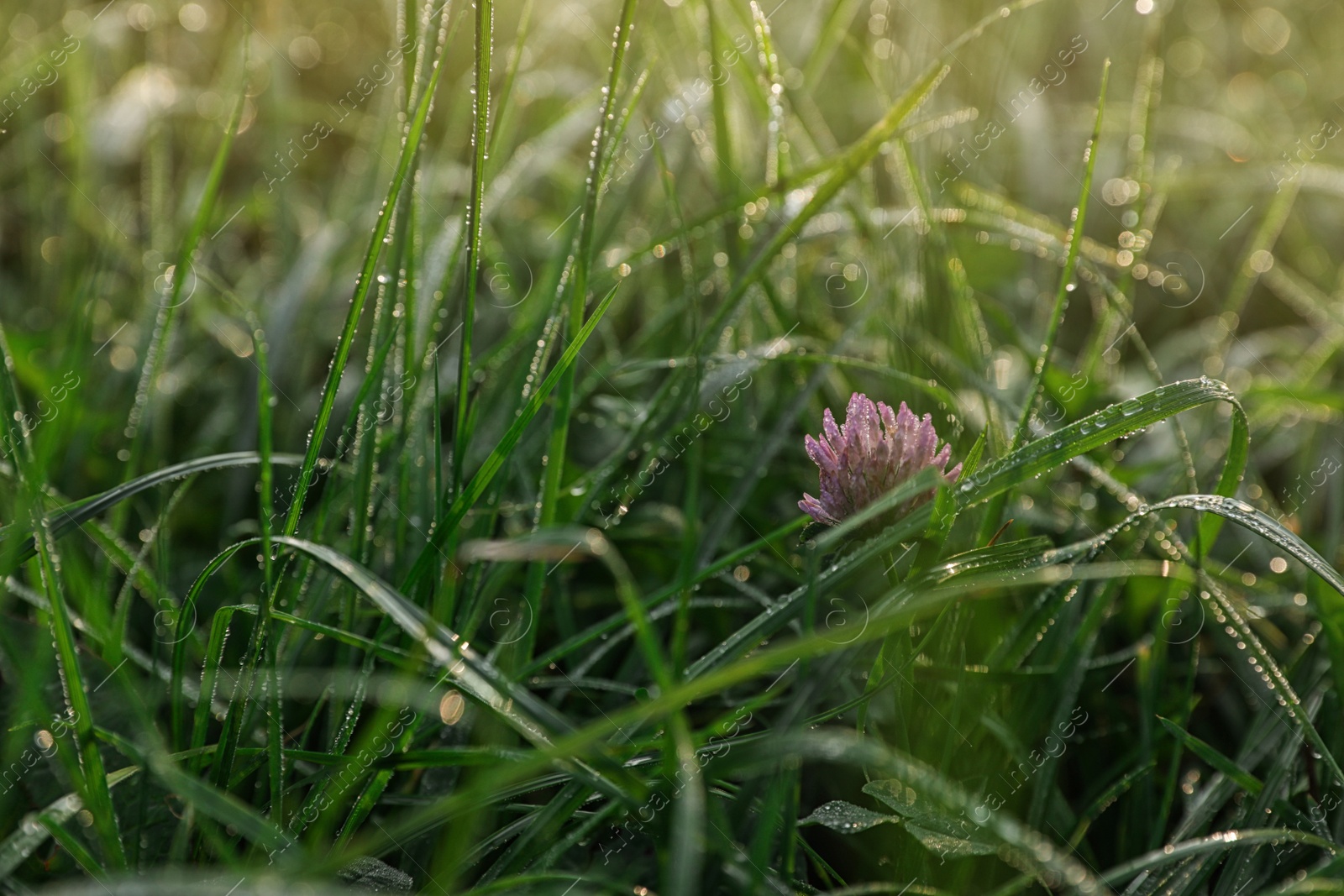 Photo of Beautiful clover flower on green meadow, closeup