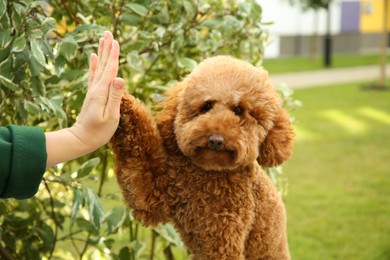 Photo of Cute dog giving high five to woman outdoors, closeup