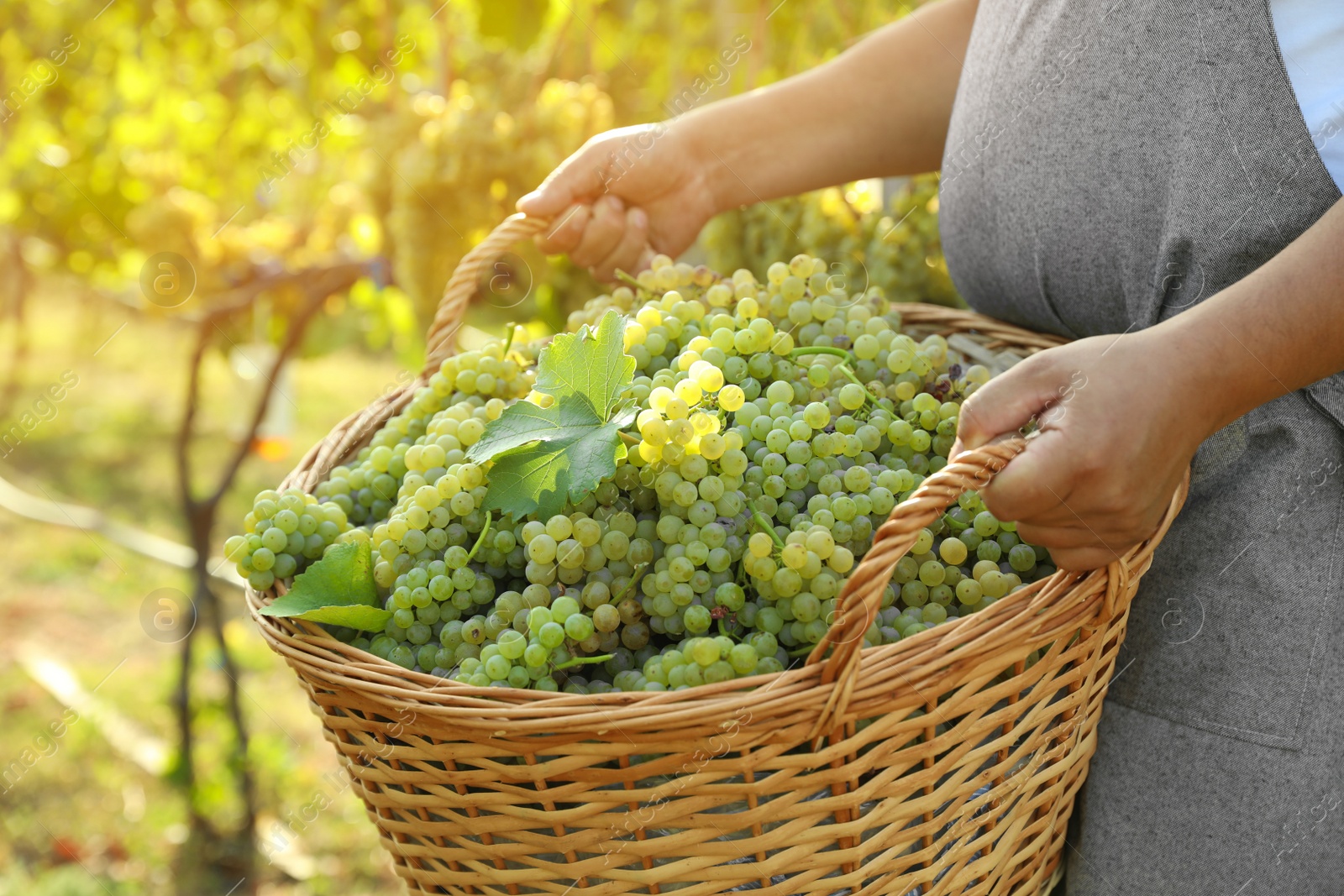 Photo of Man holding basket with fresh ripe grapes in vineyard, closeup