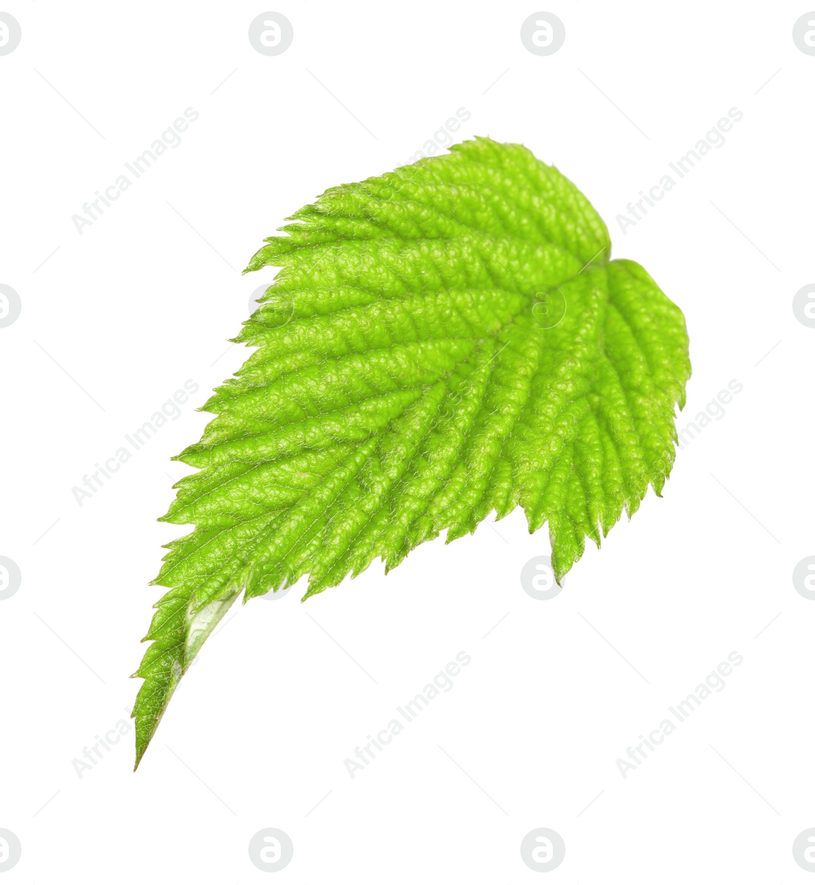 Photo of One green blackberry leaf isolated on white