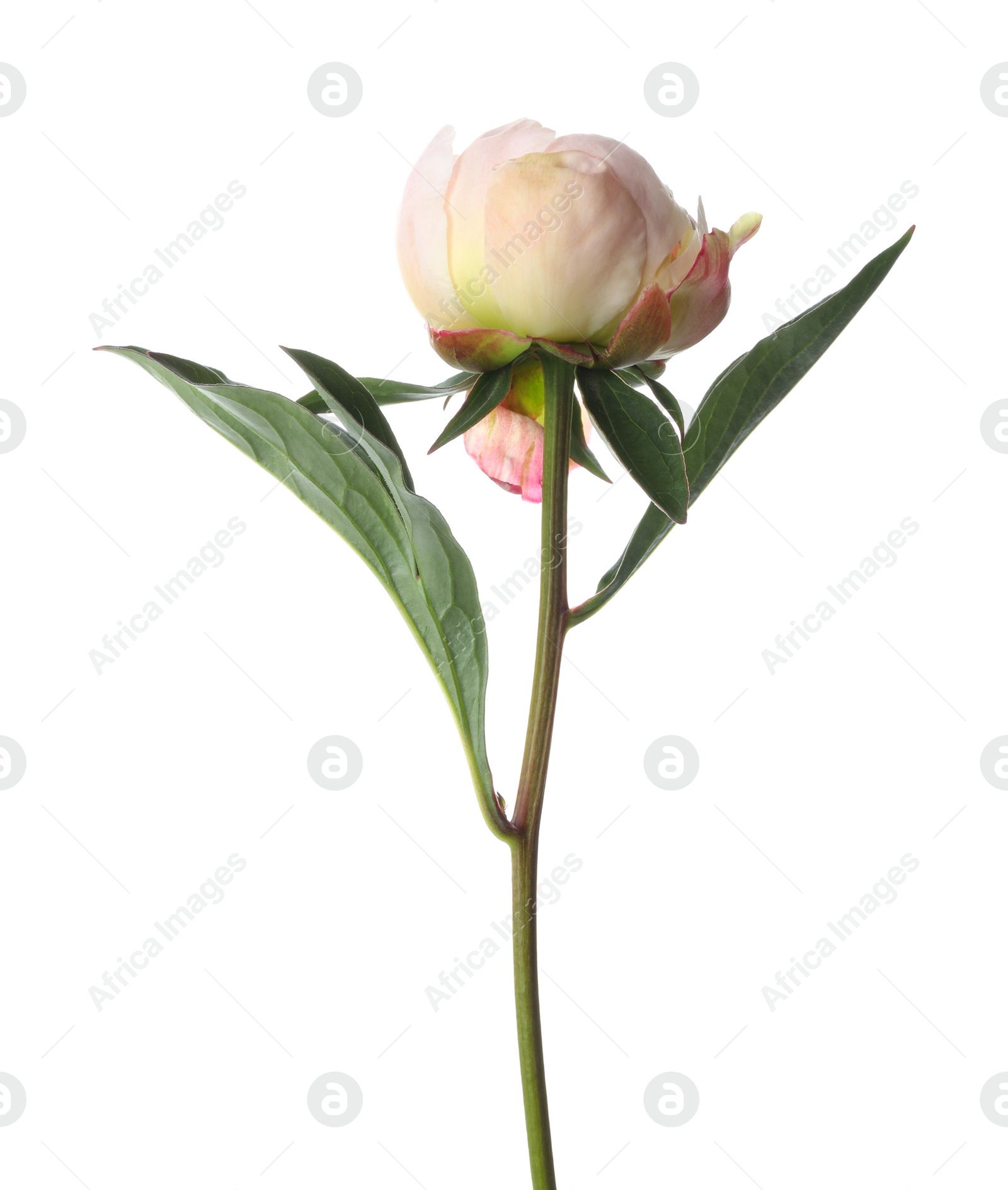 Photo of Beautiful fragrant peony flower isolated on white