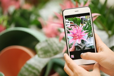 Photo of Woman taking photo of blooming aechmea flower, closeup. Tropical plant
