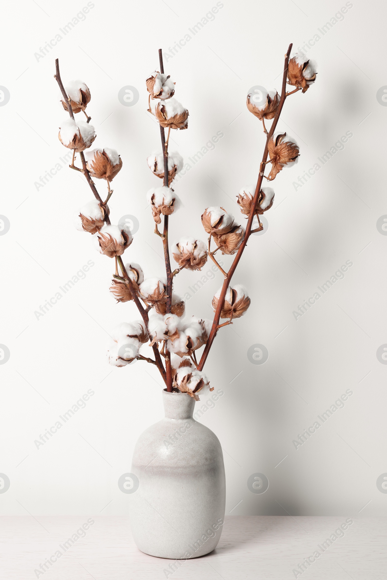 Photo of Cotton branches with fluffy flowers in vase on table against white background