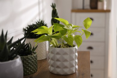 Beautiful potted plants on wooden table indoors. Floral house decor