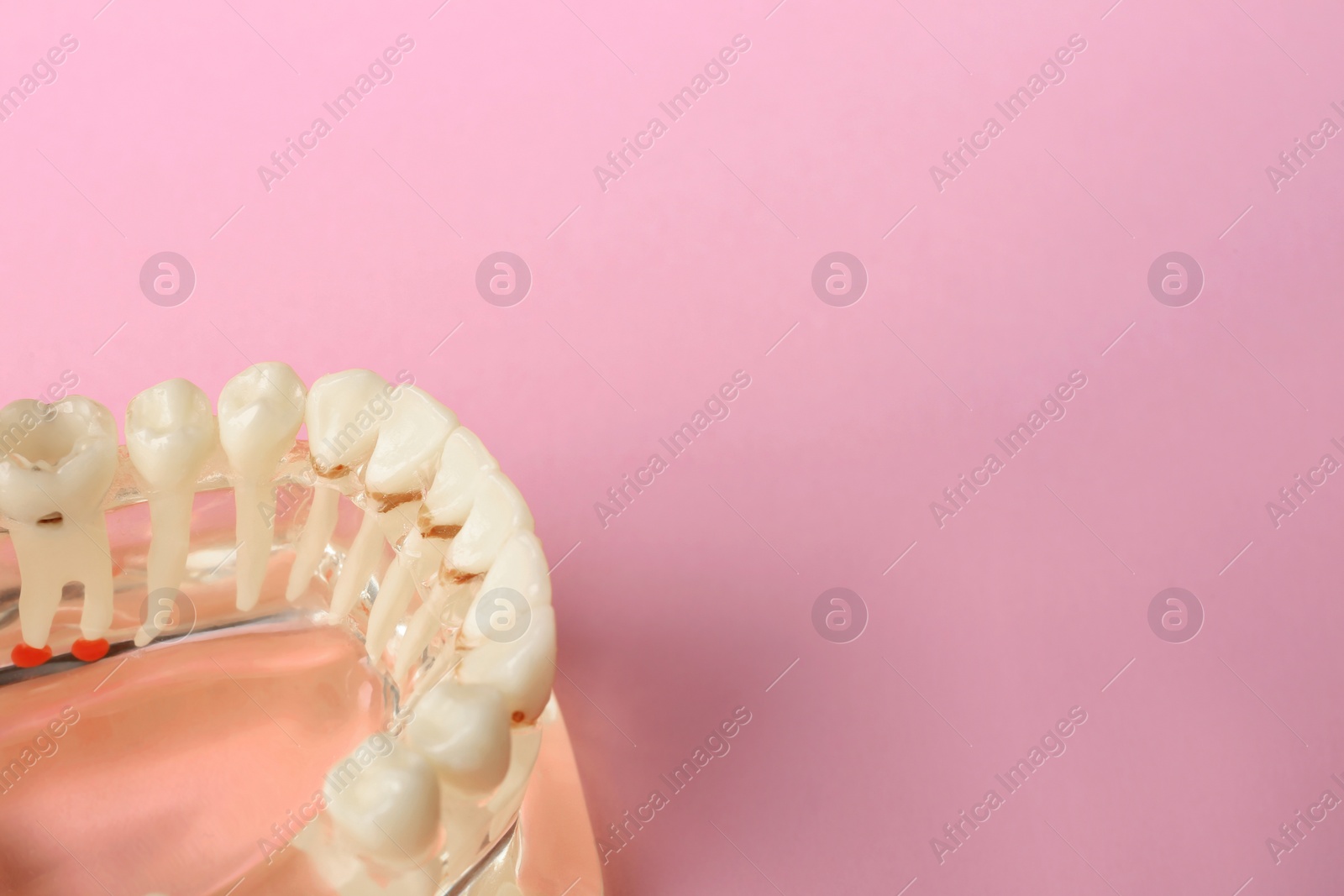 Photo of Educational model of oral cavity with teeth on color background. Space for text