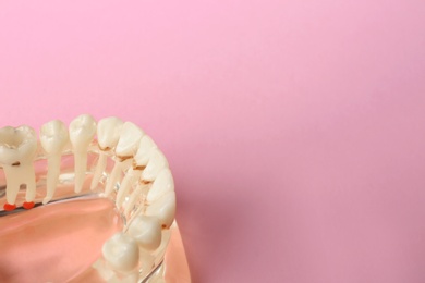 Photo of Educational model of oral cavity with teeth on color background. Space for text