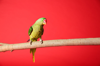 Photo of Beautiful Alexandrine Parakeet on tree branch against red background