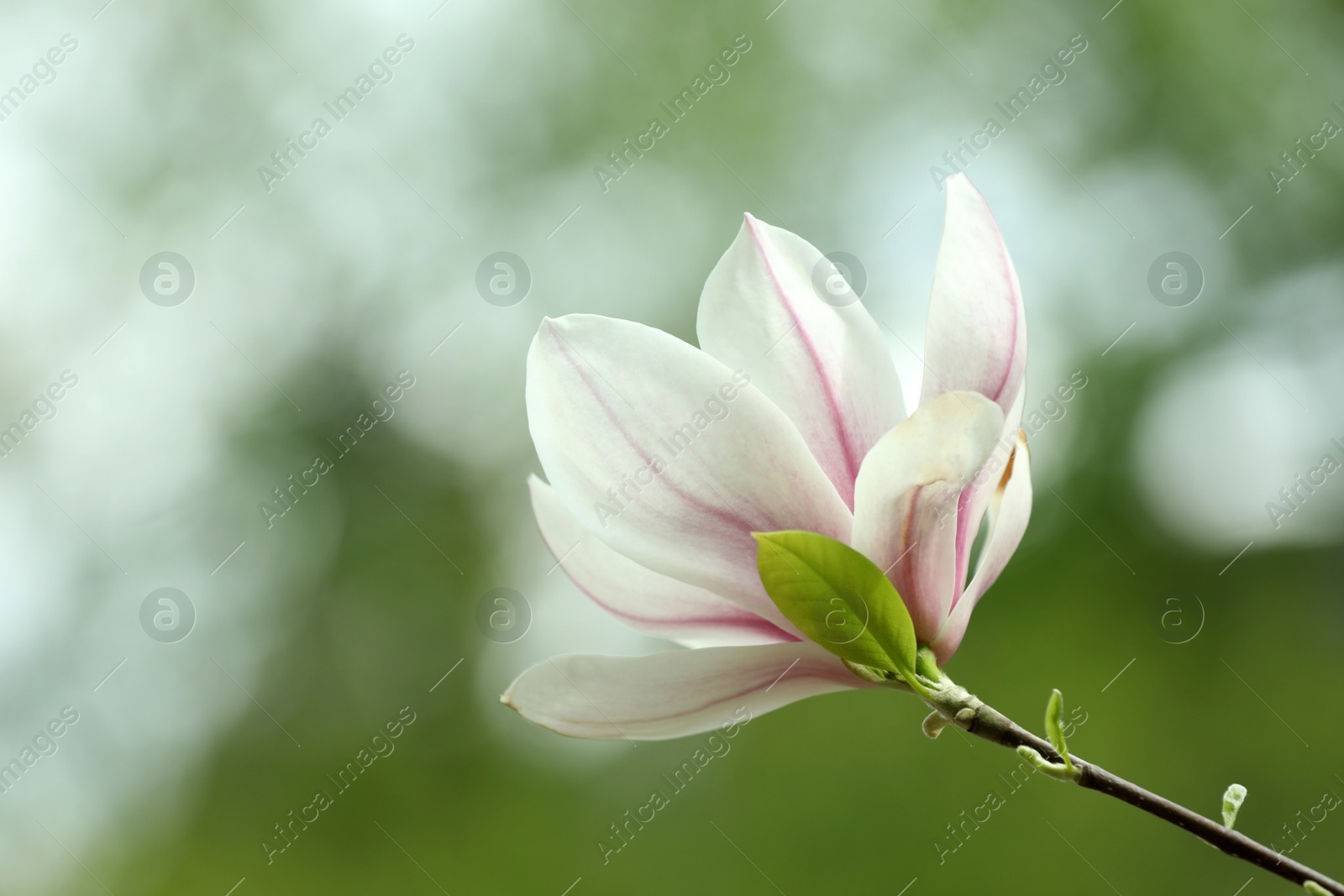 Photo of Magnolia tree with beautiful flower on blurred background, closeup. Space for text