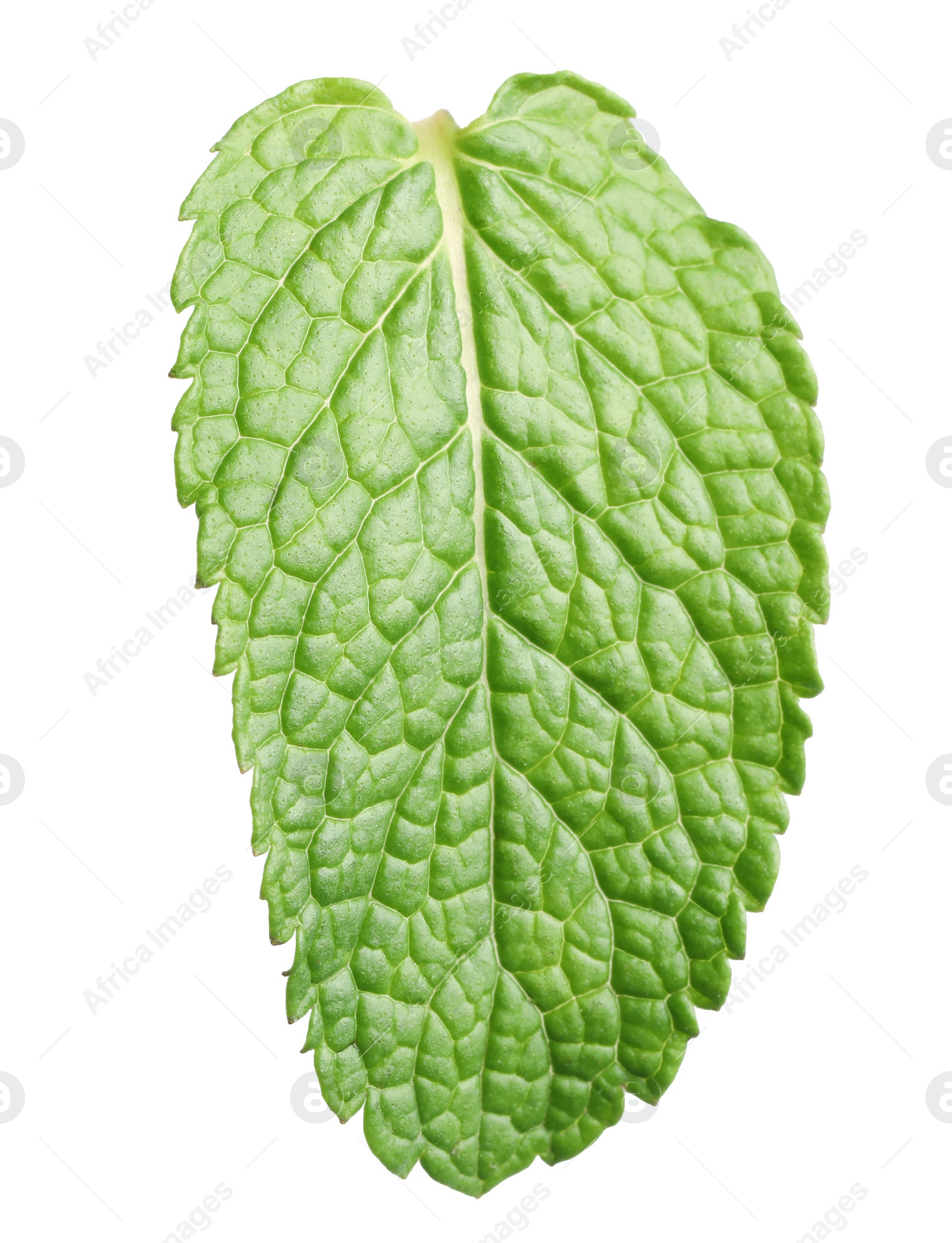 Photo of Fresh green mint leaf on white background